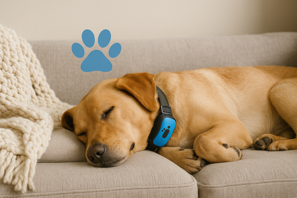Quiet Paws Bark Control Collar