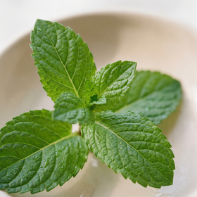 Mentha Piperita (Peppermint) Leaf