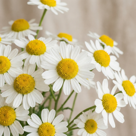 Chamomilla Recutita (Matricaria) Flower Extract