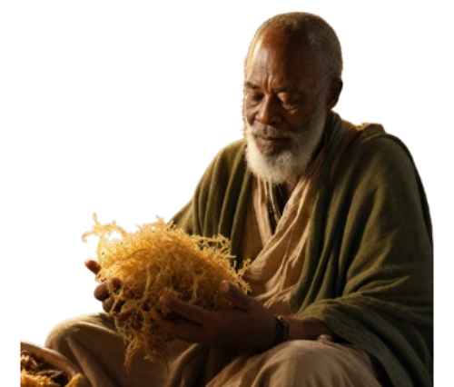Elder herbalist holding sea moss in a warm indoor setting